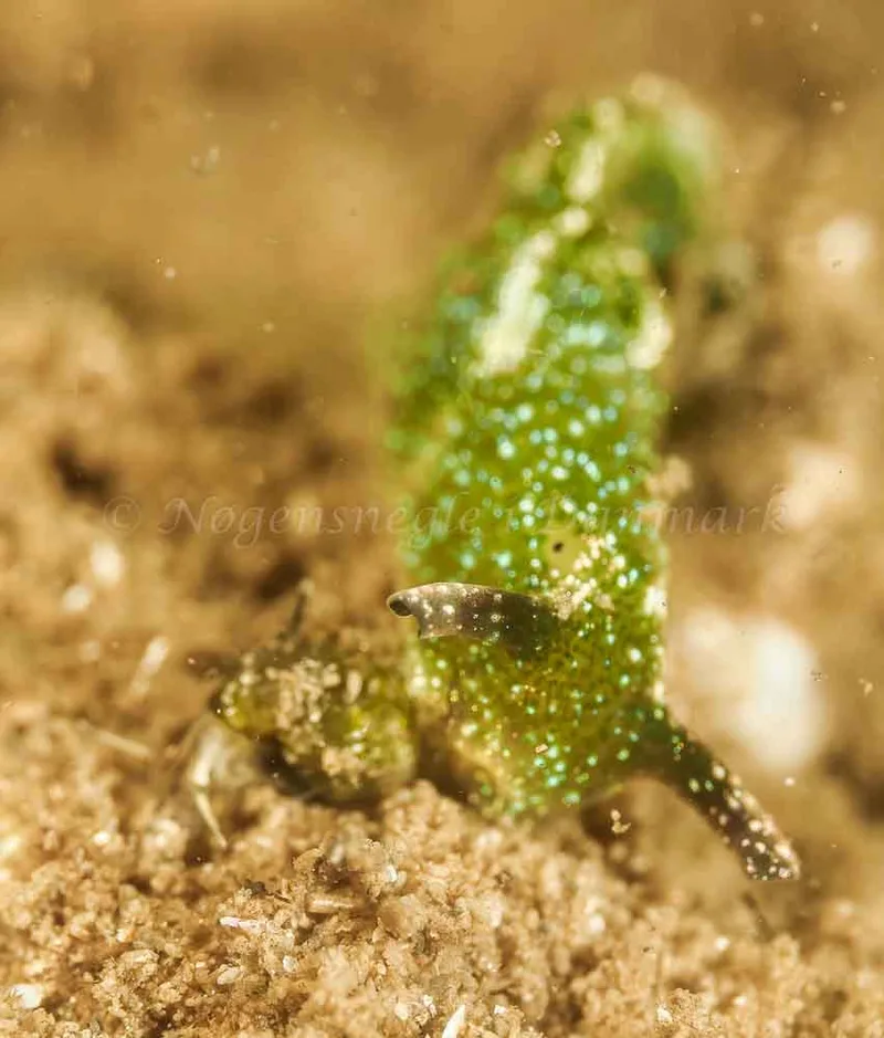 Elysia viridis -  Frederikssund Strand - Foto: Dave Holland
