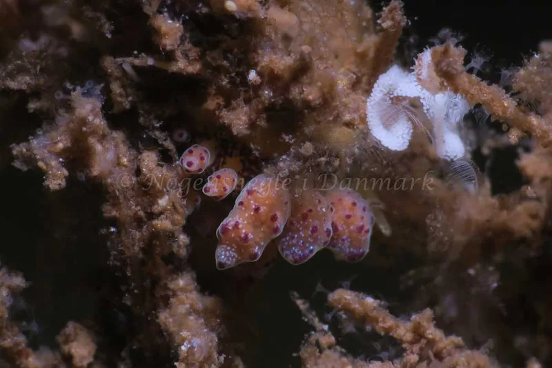 Doto coronata - Ammoniakhavnen - Foto: HP Ølgaard
