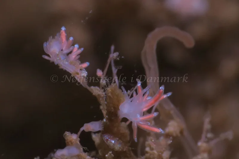 Coryphella gracilis - Ammoniakhavnen - Foto: HP Ølgaard