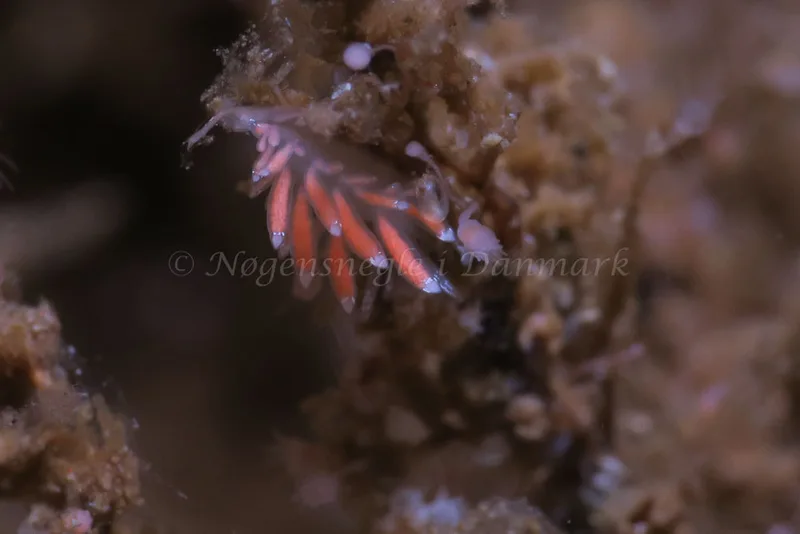 Coryphella gracilis - Ammoniakhavnen - Foto: HP Ølgaard