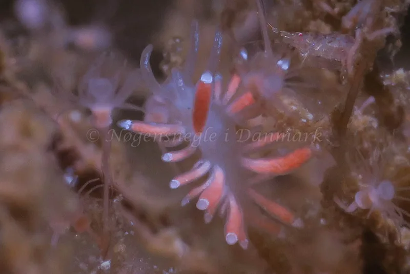 Coryphella gracilis - Ammoniakhavnen - Foto: HP Ølgaard