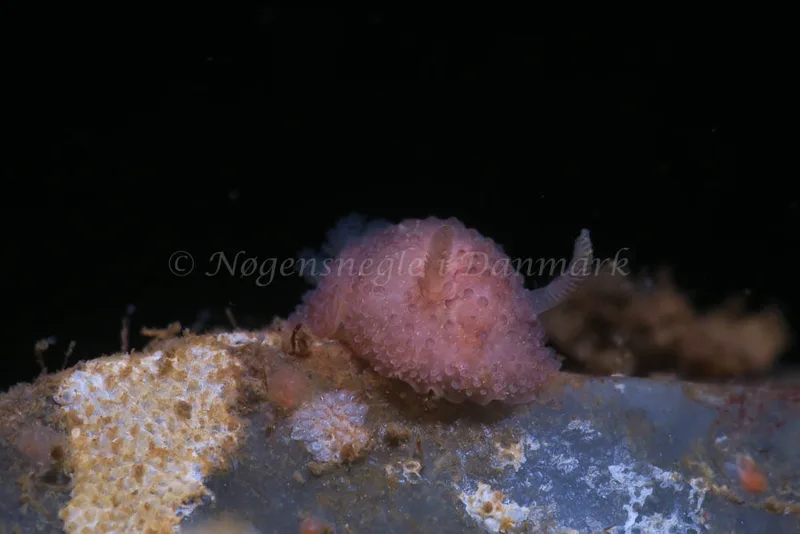 Acanthodoris pilosa - Ammoniakhavnen - Foto: HP Ølgaard