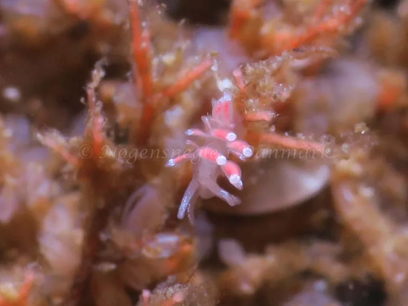 Coryphella gracilis - Søbadet - Foto: HP Ølgaard