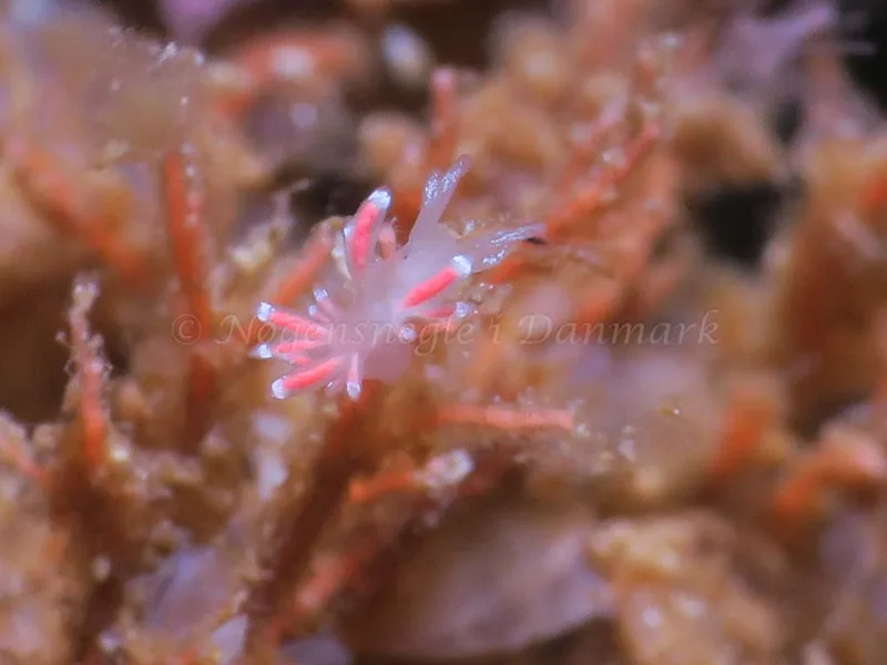 Coryphella gracilis - Søbadet - Foto: HP Ølgaard