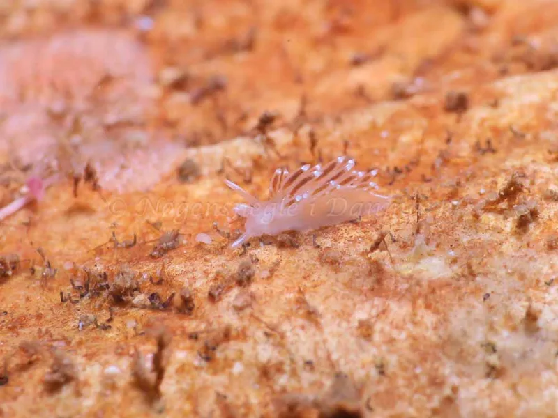 Coryphella verrucosa - Søbadet - Foto: HP Ølgaard