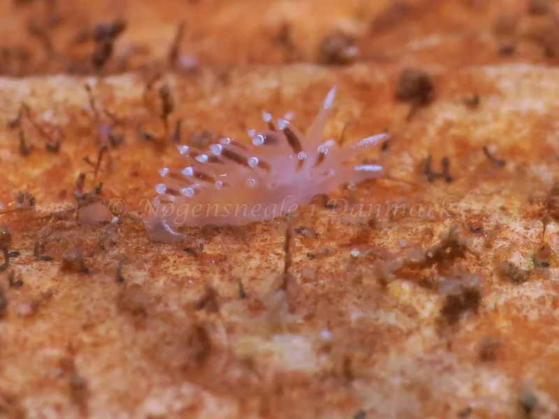 Coryphella verrucosa - Søbadet - Foto: HP Ølgaard