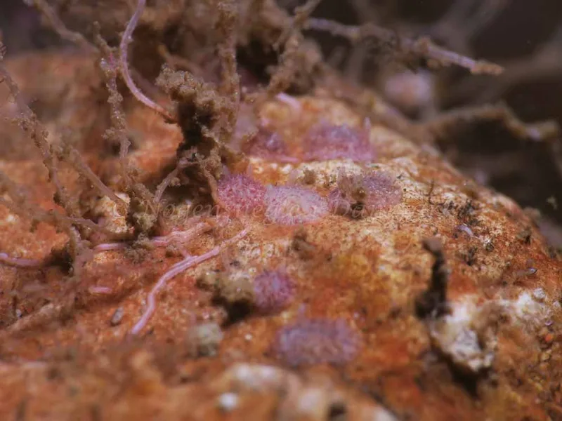 Acanthodoris pilosa - Søbadet - Foto: HP Ølgaard