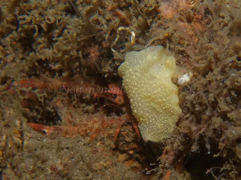 Cadlina laevis - Otto (Vrag) - Foto: Kenneth Krull