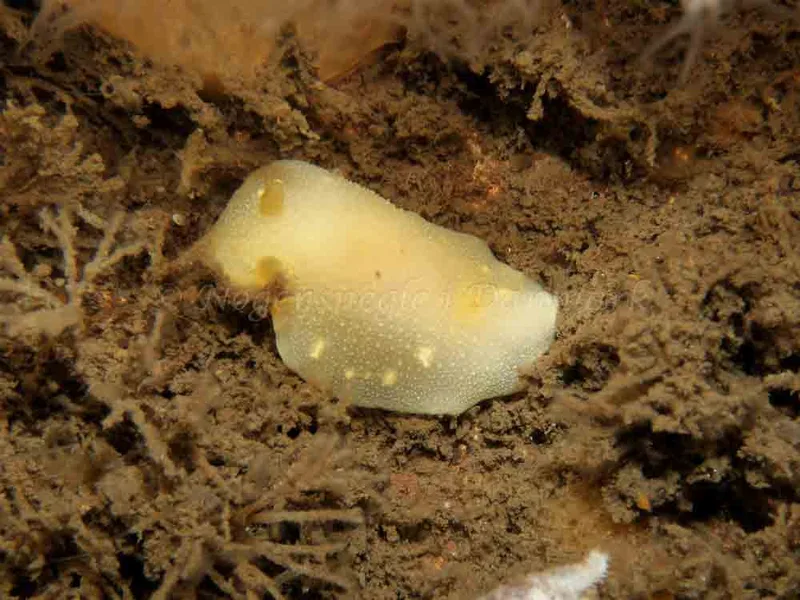 Cadlina laevis - Otto (Vrag) - Foto: Kenneth Krull