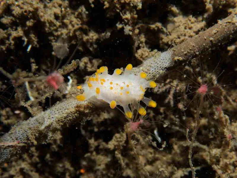 Limacia clavigera - Otto (Vrag) - Foto: Kenneth Krull