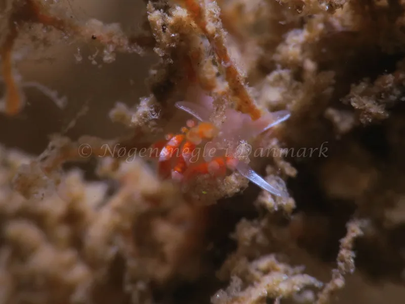 Coryphella gracilis​​ - Storebæltsbroen - Foto: HP Ølgaard