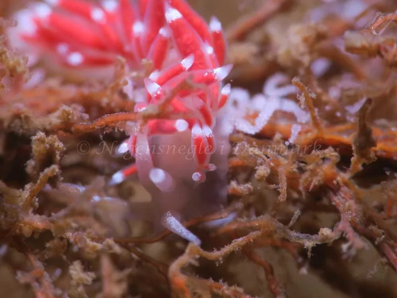Coryphella gracilis - Storebæltsbroen - Foto: HP Ølgaard