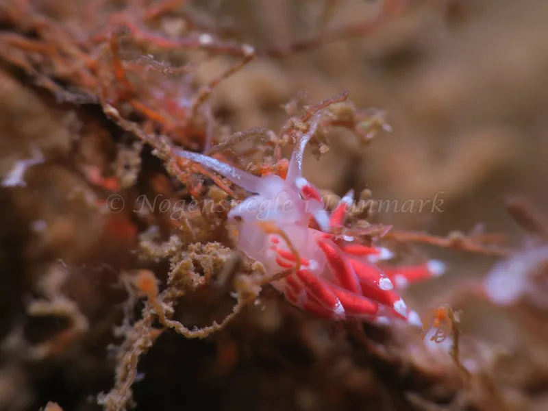 Coryphella gracilis - Storebæltsbroen - Foto: HP Ølgaard