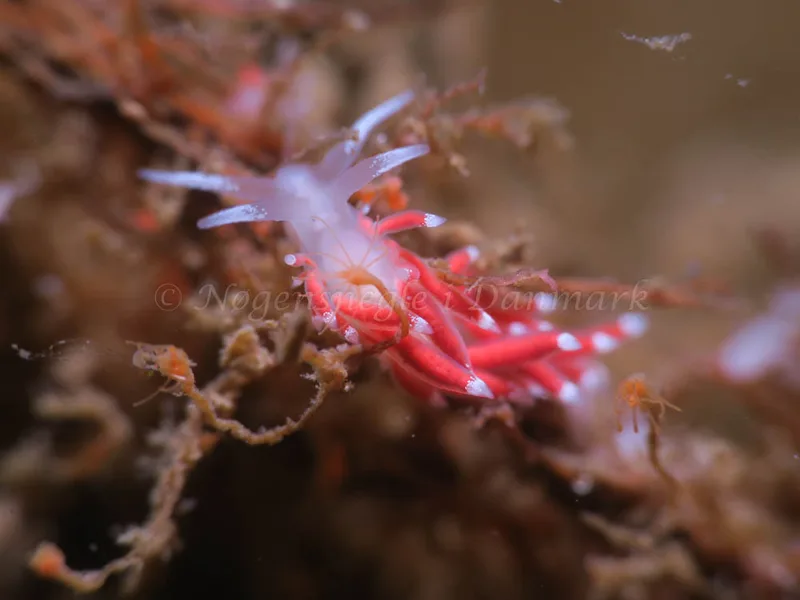 Coryphella gracilis - Storebæltsbroen - Foto: HP Ølgaard