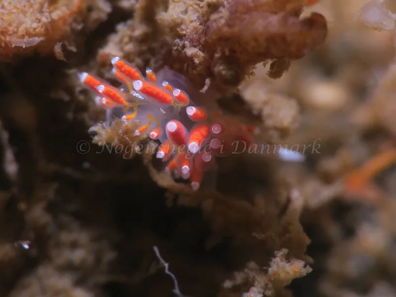 Coryphella gracilis​​ - Storebæltsbroen - Foto: HP Ølgaard