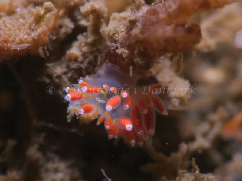 Coryphella gracilis​​ - Storebæltsbroen - Foto: HP Ølgaard