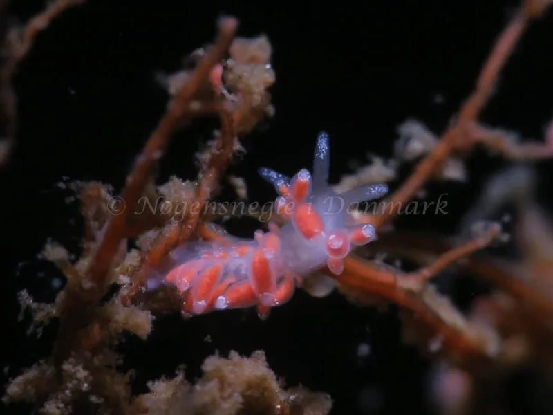 Coryphella gracilis - Storebæltsbroen - Foto: HP Ølgaard