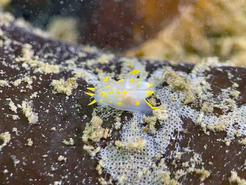 Polycera quadrilineata - Trykkerdammen - Foto: Thomas Blume