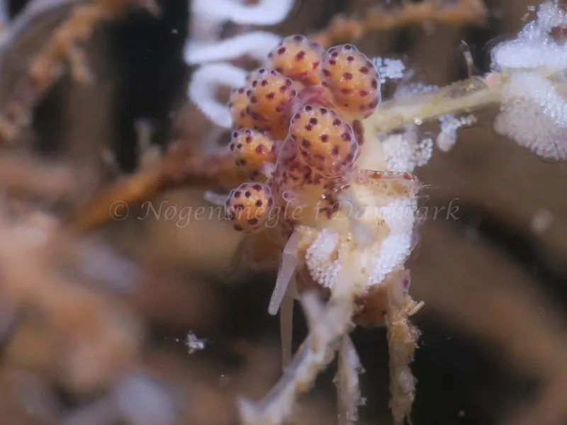 Doto coronata - Ammoniakhavnen - Foto: HP Ølgaard