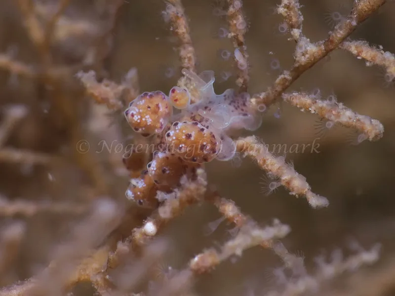 Doto coronata - Ammoniakhavnen - Foto: HP Ølgaard