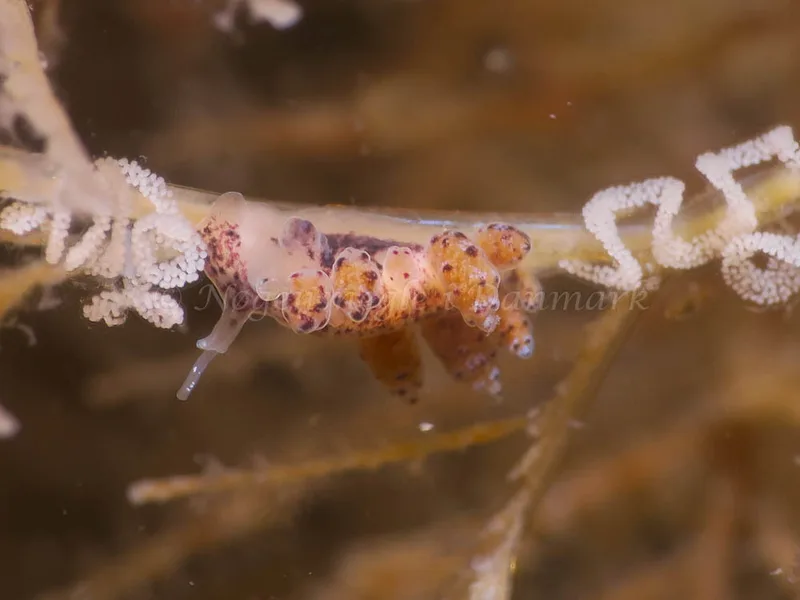 Doto coronata - Ammoniakhavnen - Foto: HP Ølgaard