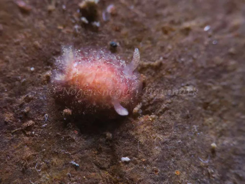 Acanthodoris pilosa - Ammoniakhavnen - Foto: HP Ølgaard