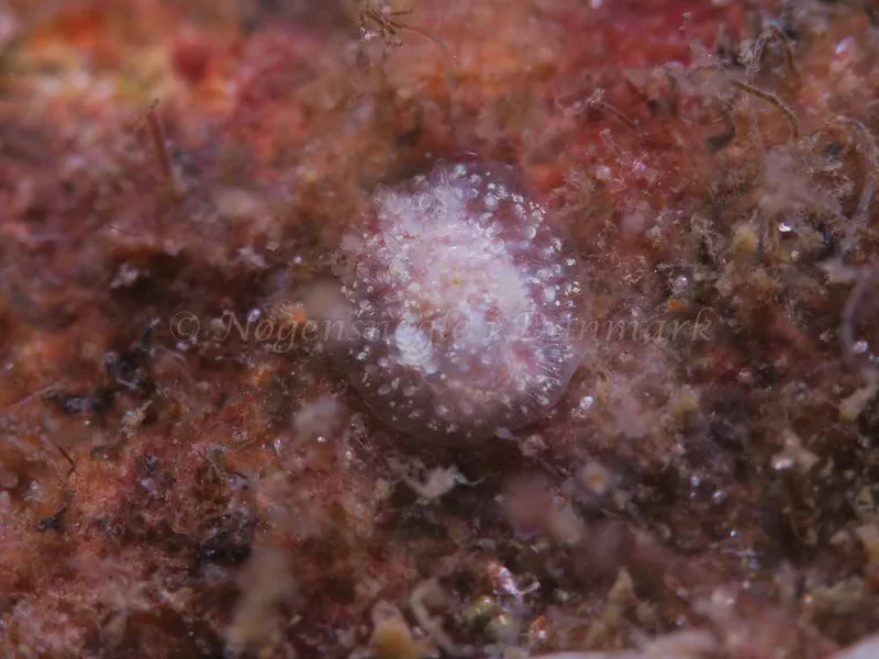 Acanthodoris pilosa - Ammoniakhavnen - Foto: HP Ølgaard
