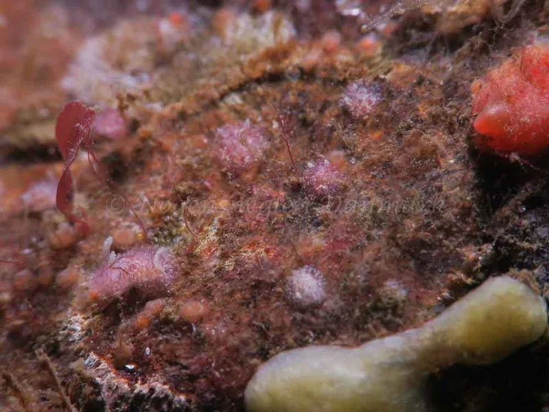 Acanthodoris pilosa - Ammoniakhavnen - Foto: HP Ølgaard