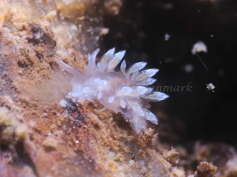 Coryphella verrucosa - Ammoniakhavnen - Foto: HP Ølgaard