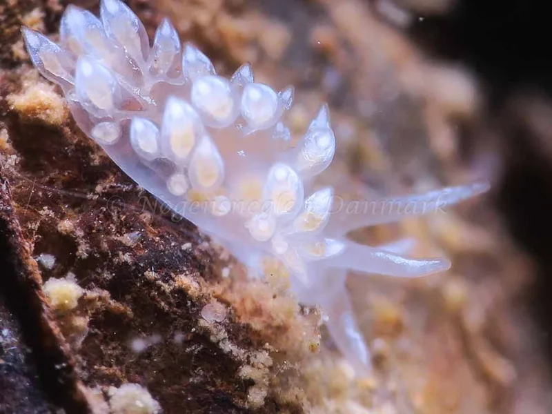 Coryphella verrucosa - Ammoniakhavnen - Foto: HP Ølgaard
