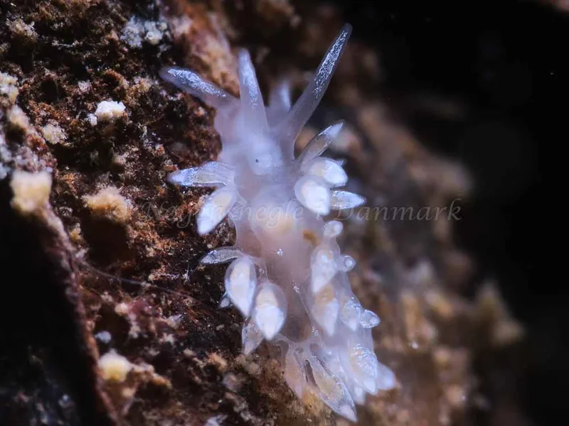 Coryphella verrucosa - Ammoniakhavnen - Foto: HP Ølgaard