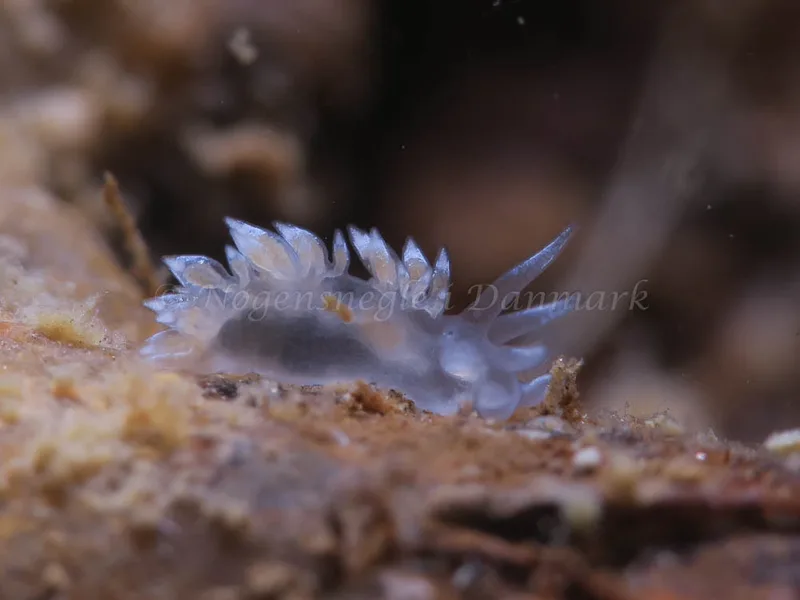 Coryphella verrucosa - Ammoniakhavnen - Foto: HP Ølgaard