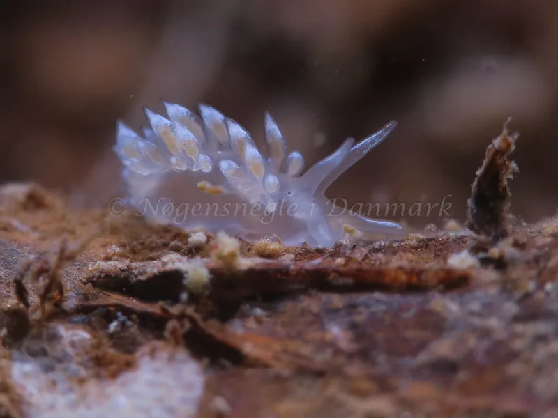 Coryphella verrucosa - Ammoniakhavnen - Foto: HP Ølgaard
