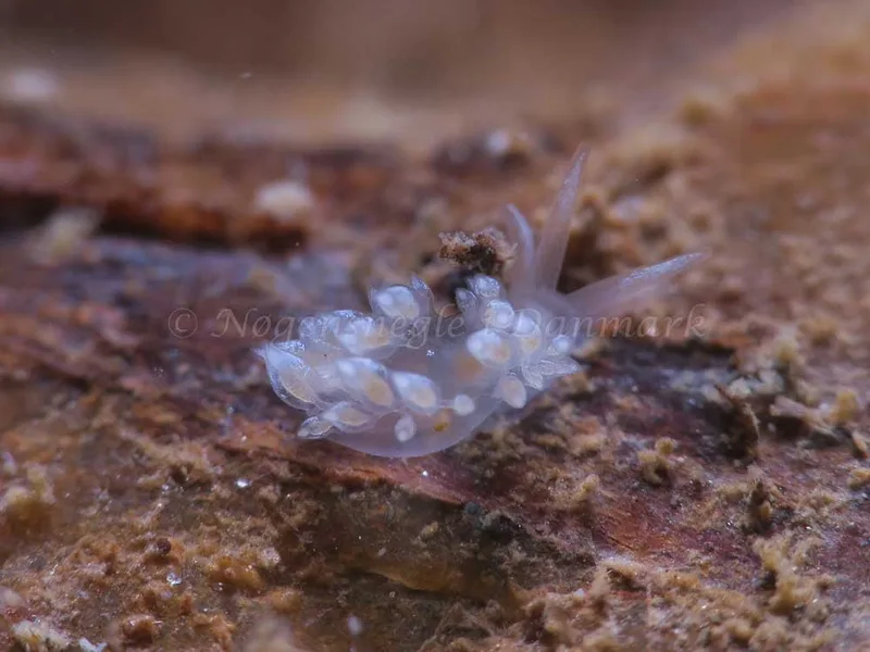 Coryphella verrucosa - Ammoniakhavnen - Foto: HP Ølgaard