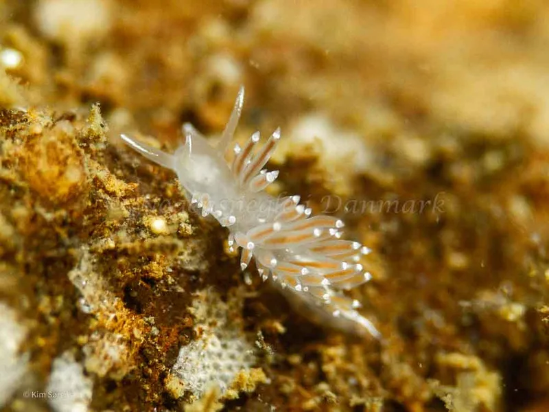 Coryphella verrucosa - Ammoniakhavnen - Foto: Kim Sørensen