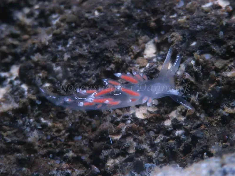 Coryphella gracilis - Søbadet - Foto: HP Ølgaard