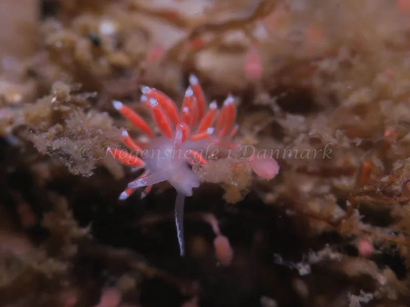 Coryphella gracilis - Søbadet - Foto: HP Ølgaard