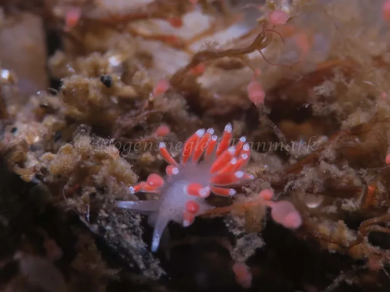 Coryphella gracilis - Søbadet - Foto: HP Ølgaard