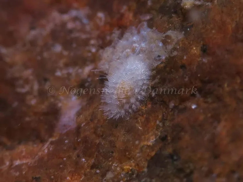 Onchidoris muricata - Søbadet - Foto: HP Ølgaard