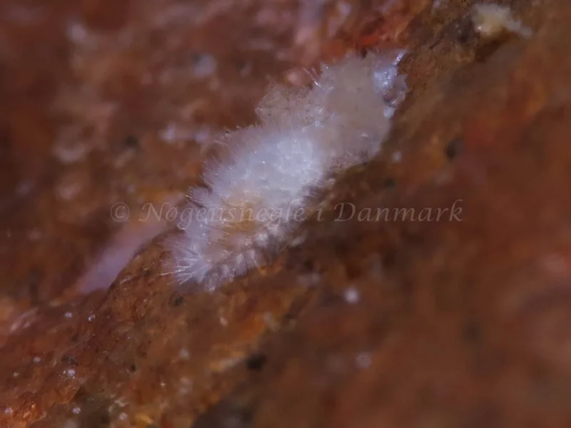 Onchidoris muricata - Søbadet - Foto: HP Ølgaard