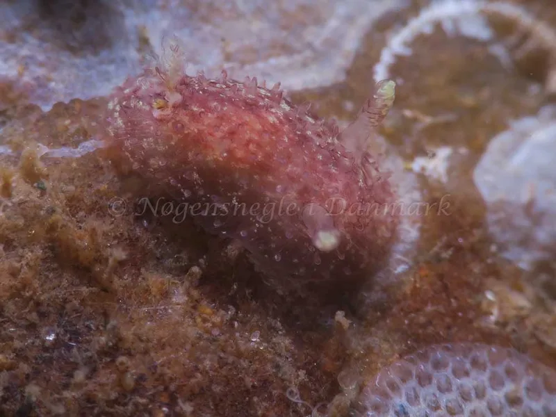 Acanthodoris pilosa - Søbadet - Foto: HP Ølgaard