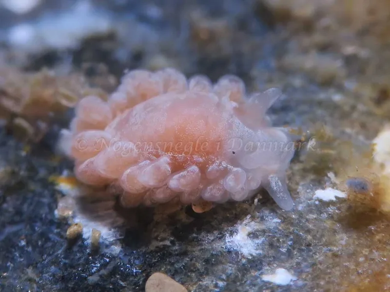 Aeolidiella glauca - Søbadet - Foto: HP Ølgaard