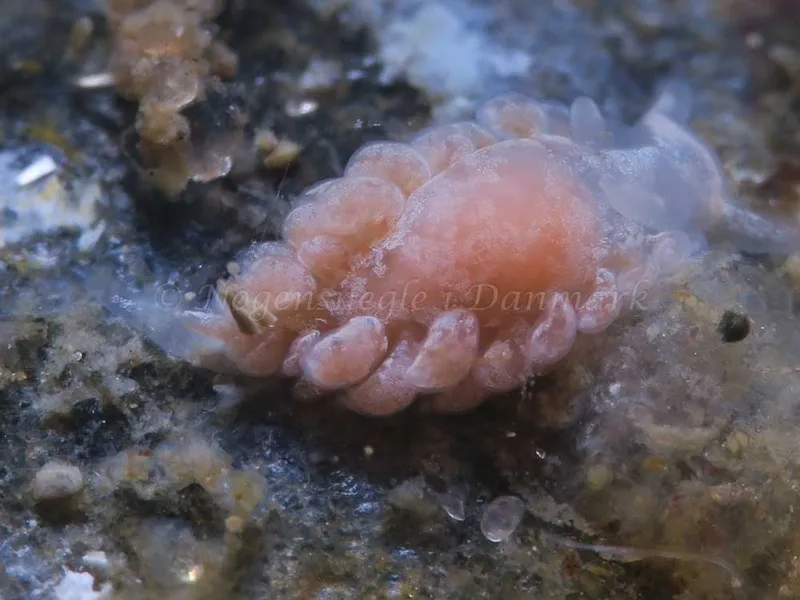 Aeolidiella glauca - Søbadet - Foto: HP Ølgaard