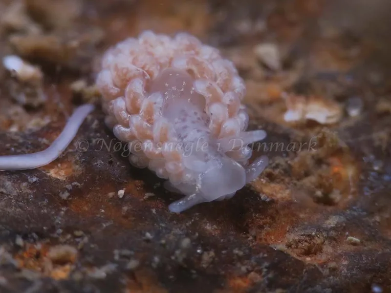 Aeolidiella glauca - Søbadet - Foto: HP Ølgaard