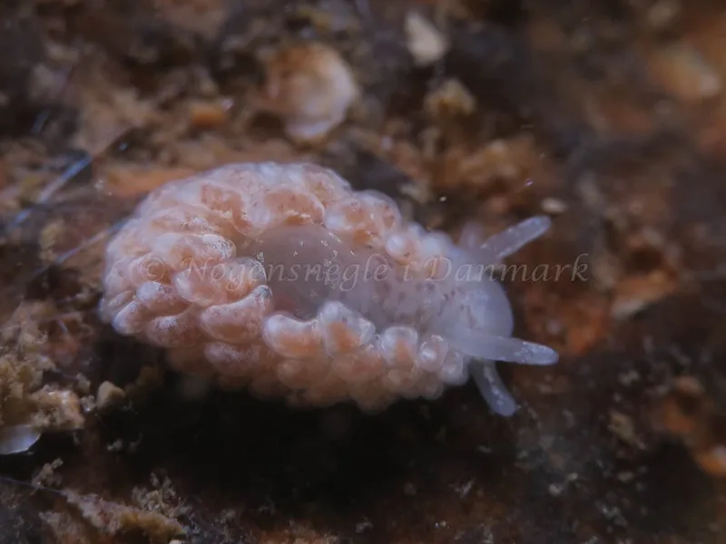 Aeolidiella glauca - Søbadet - Foto: HP Ølgaard