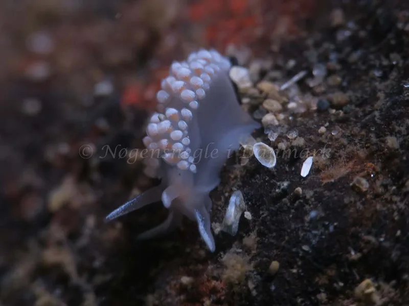 Coryphella verrucosa - Søbadet - Foto: HP Ølgaard