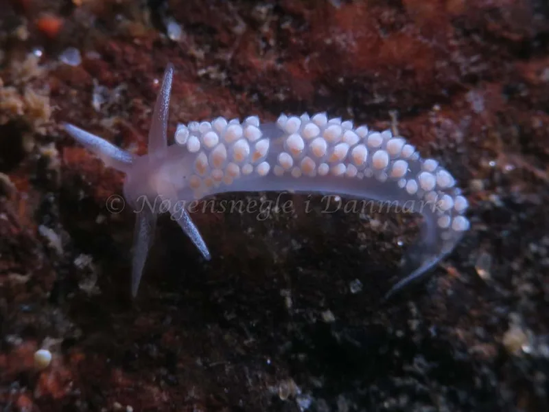 Coryphella verrucosa - Søbadet - Foto: HP Ølgaard