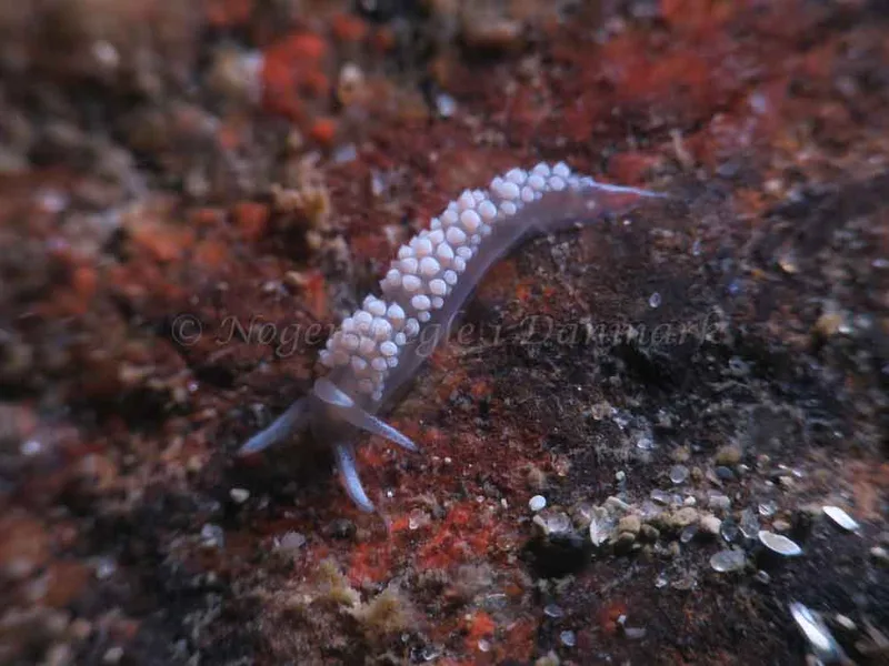 Coryphella verrucosa - Søbadet - Foto: HP Ølgaard