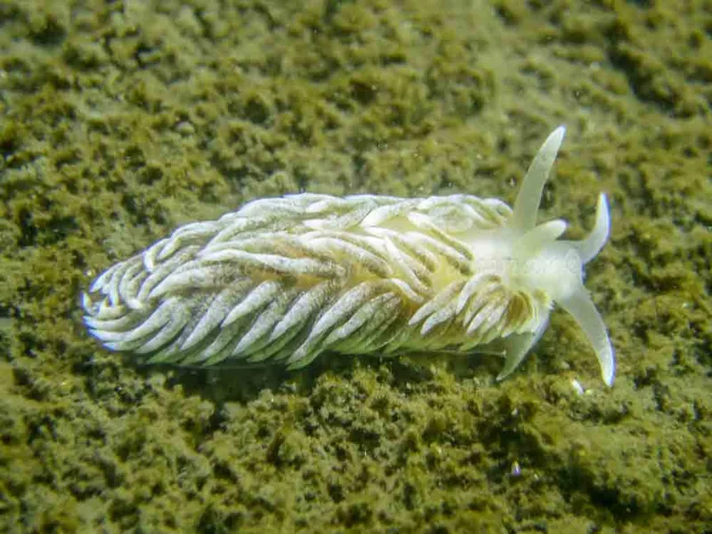 Aeolidiella glauca - Vejle Fjord - Foto: Claus Neupart