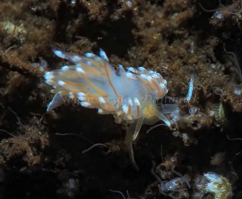 Facelina bostoniensis - Kollund Lillestrand - Foto: Jens Egon Jørgensen
